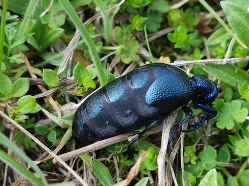 Black Oil Beetle