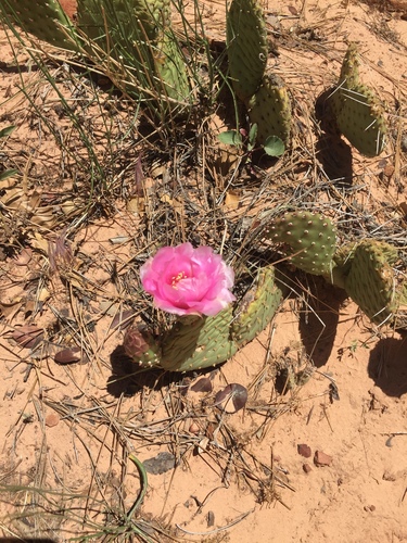 Golden Pricklypear