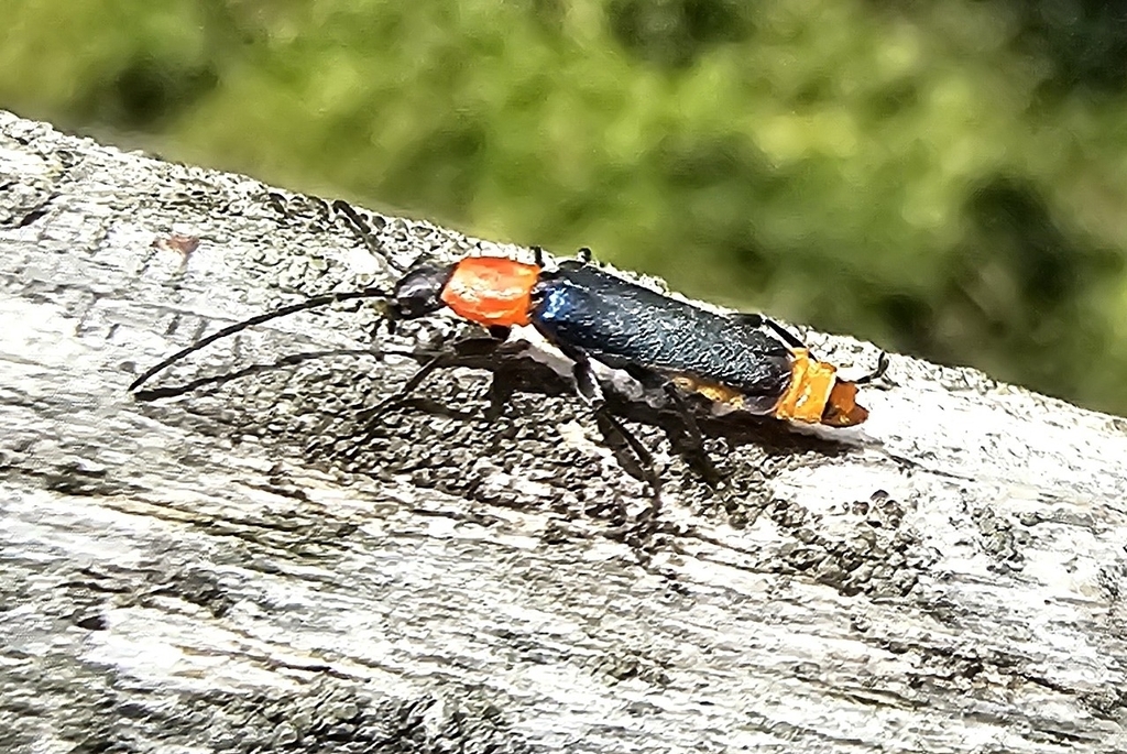 Tricolor Soldier Beetle from Summerlands VIC 3922, Australia on March 7