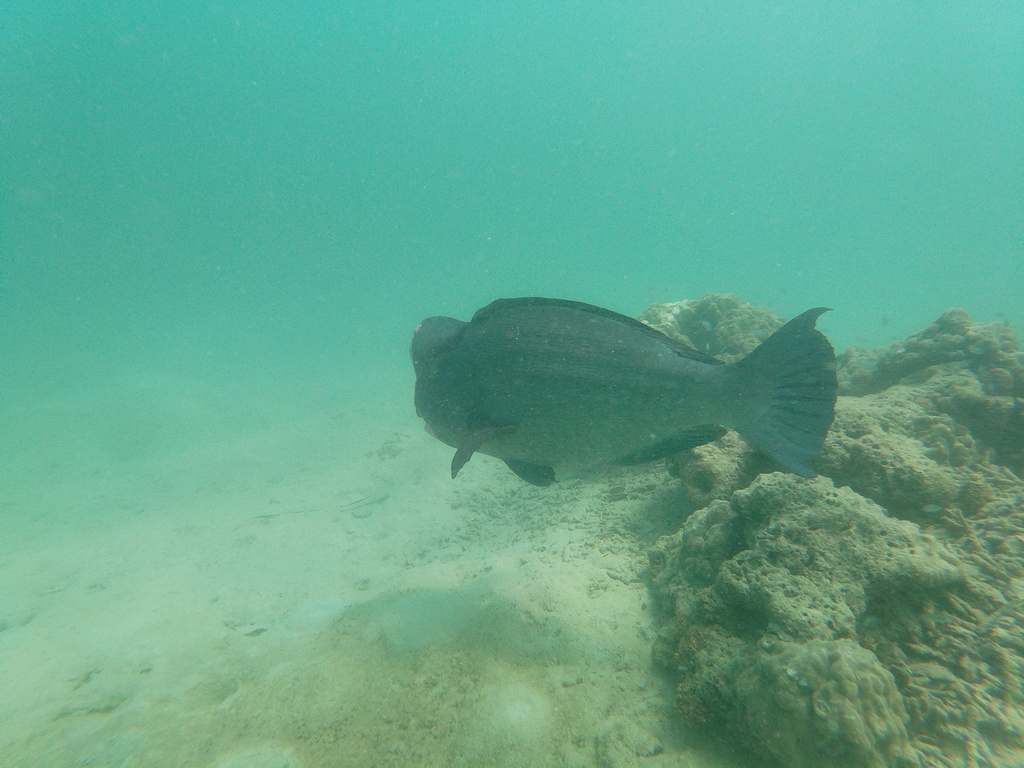 Bumphead parrotfish