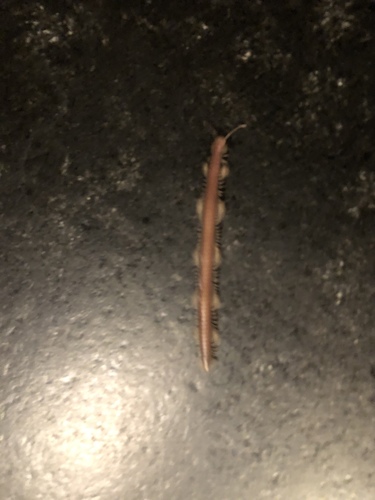 Family Callipodidae · iNaturalist