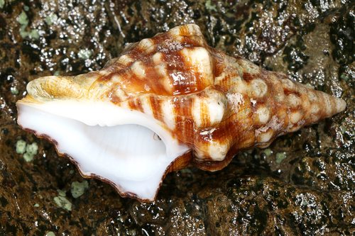 Leucozonia cerata