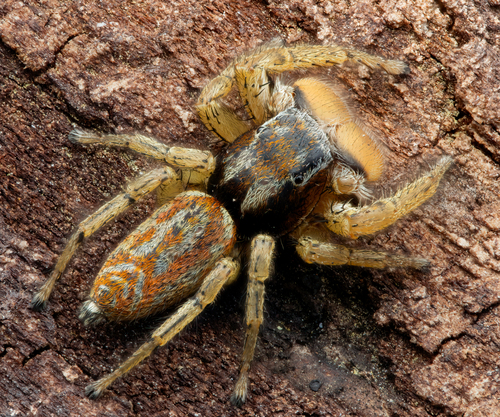 Marpissa pomatia