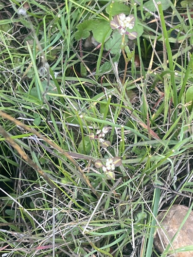 iNaturalist observation photo of Shining Pepperweed