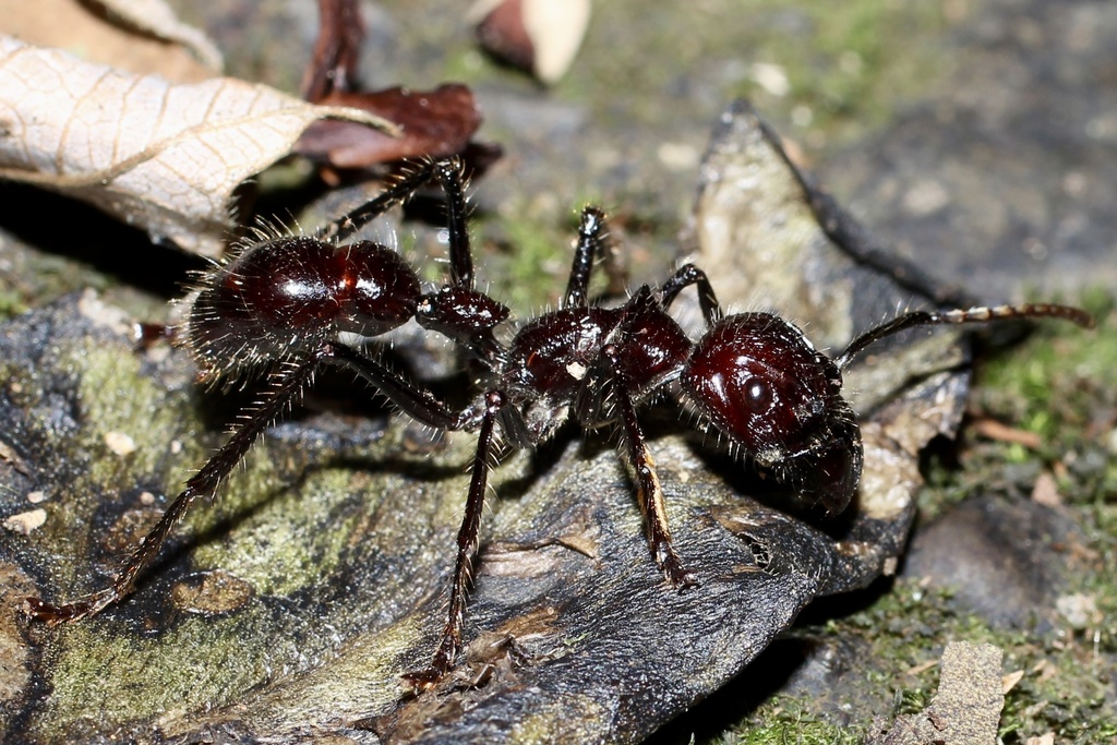 Bullet Ant from Str, Sarapiqui, Heredia, CR on March 6, 2024 at 04:58 ...