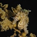 Observation photo