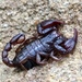 Small Wood-Scorpions - Photo (c) Besnik Fetiu, all rights reserved, uploaded by Besnik Fetiu