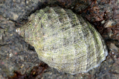 Plicopurpura columellaris image