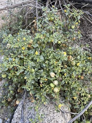 iNaturalist observation photo of Thickleaf Groundcherry