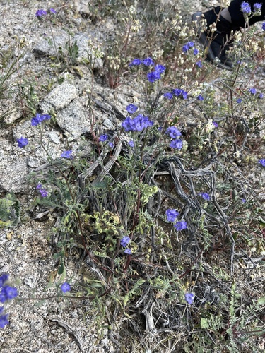 iNaturalist observation photo of distant phacelia