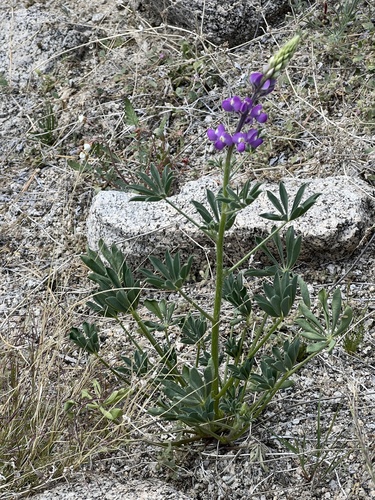 iNaturalist observation photo of Arizona lupine