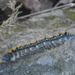 Pacific Tent Caterpillar - Photo (c) shelldog12, all rights reserved, uploaded by shelldog12