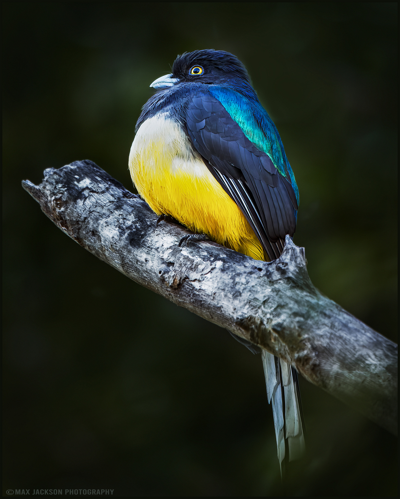 Citreoline Trogon (Trogon citreolus) photo