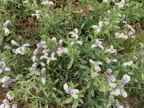 iNaturalist observation photo of alkali heliotrope