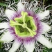 Passiflora edulis - Photo (c) llimi sanchez, όλα τα δικαιώματα διατηρούνται, uploaded by llimi sanchez