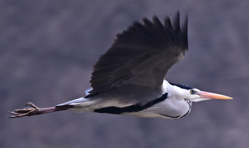 Grey Heron