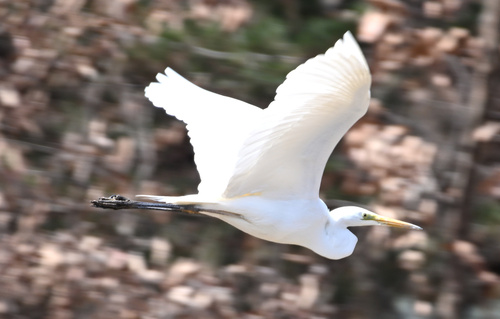Great Egret