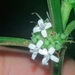 Spermacoce ocymifolia - Photo (c) Isaac Oliveira, todos los derechos reservados, subido por Isaac Oliveira