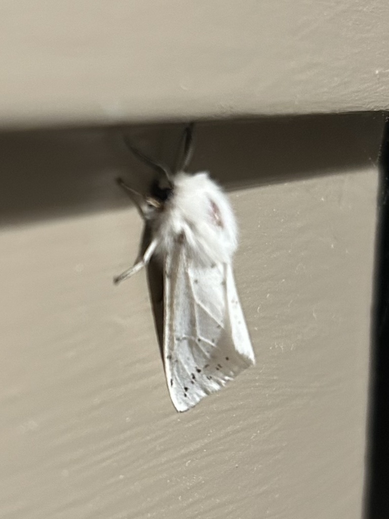 Dubious Tiger Moth from Edisto Island, Edisto Island, SC, US on March 7 ...