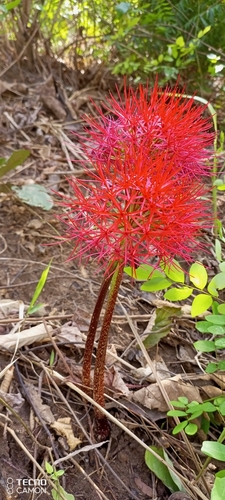 Bloodlily