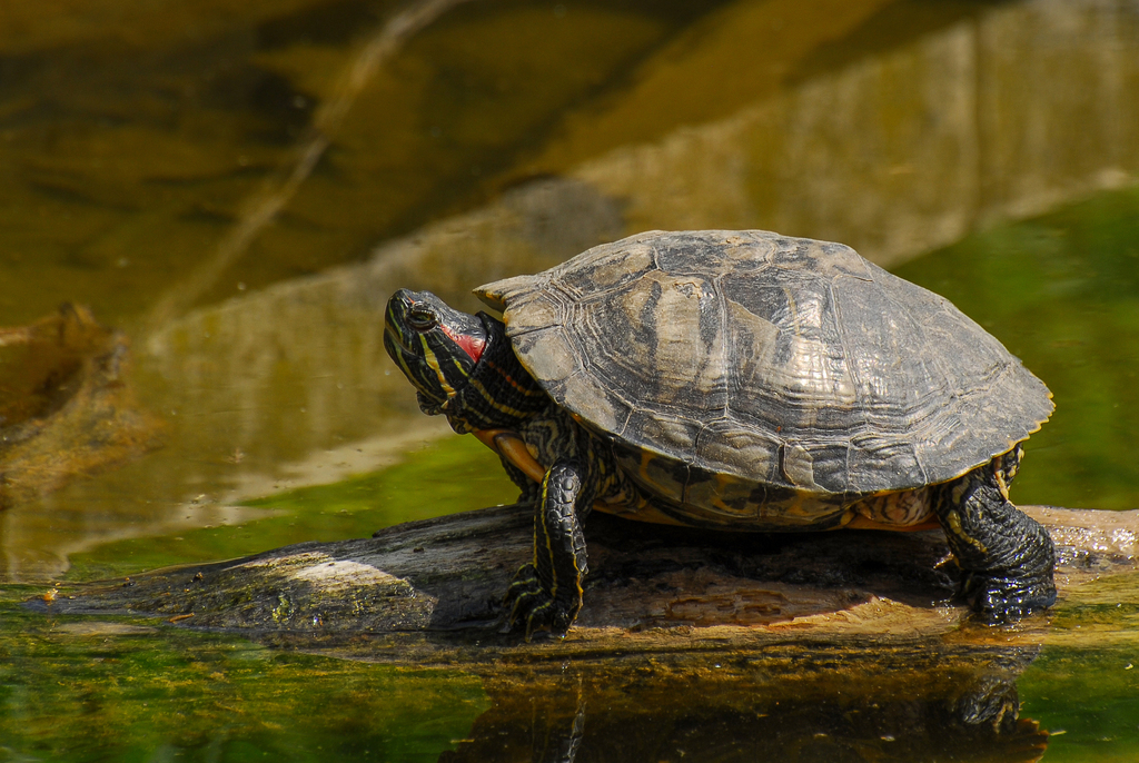 Pond Slider from 2370 Črneče, Slovenia on 31 May, 2021 at 02:38 PM by ...