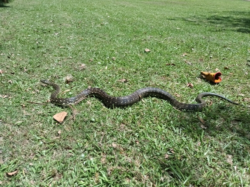 Diamond Python sighting