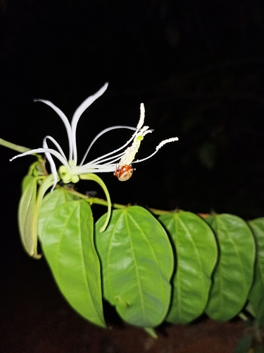 Bauhinia dubia