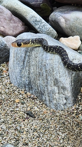Indo-Chinese Rat Snake