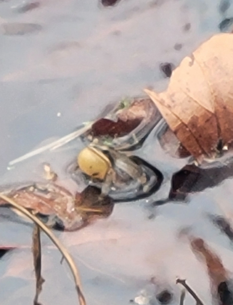 Western Chorus Frog in March 2024 by Cody Ferguson. Its call matched chorus frog ID · iNaturalist