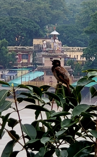 Red-vented Bulbul