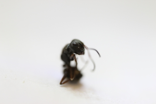 Camponotus brasiliensisCamponotus brasiliensis