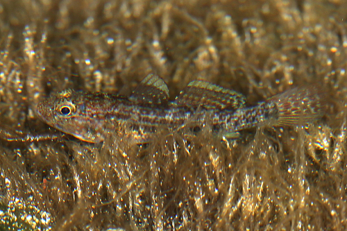 Panamic Frillfin