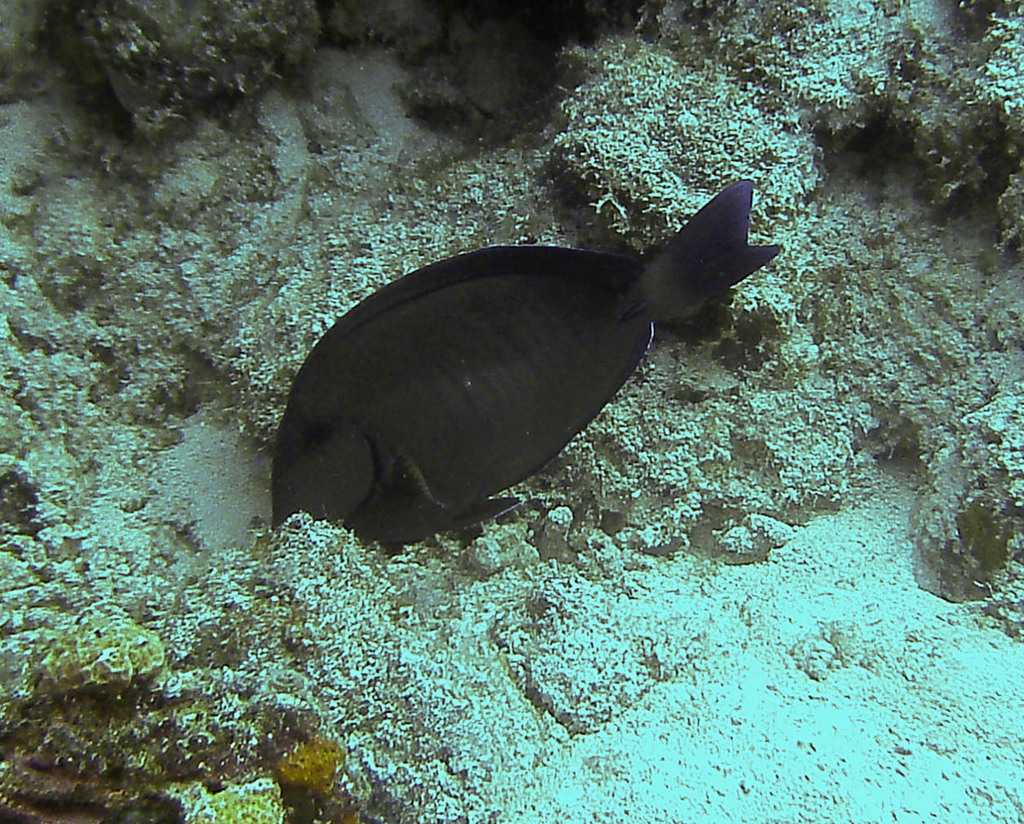 Doctorfish (Acanthurus chirurgus) · iNaturalist