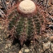 Melocactus macracanthos - Photo (c) sandragalean, all rights reserved, uploaded by sandragalean