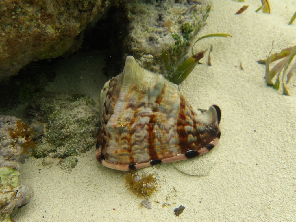 King Helmet Snail in March 2024 by Ripley Kindervater · iNaturalist