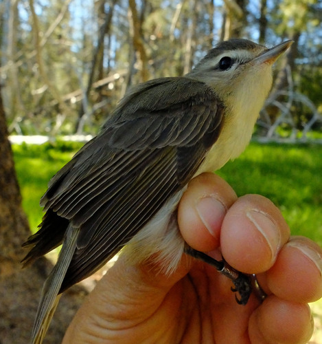 iNaturalist observation photo of Western Warbling Vireo