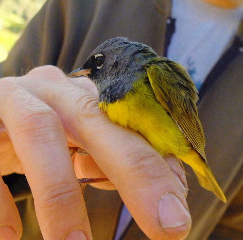 iNaturalist observation photo of MacGillivray's Warbler
