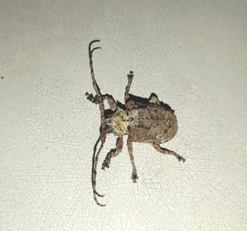 Onychocerus scorpio image