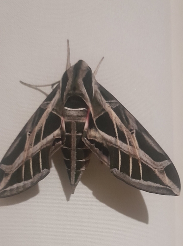 Vine Sphinx