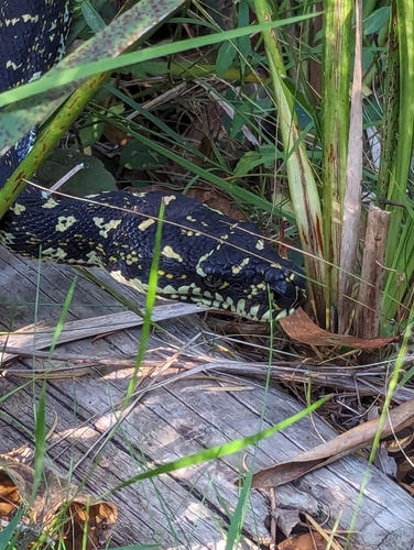Diamond Python sighting