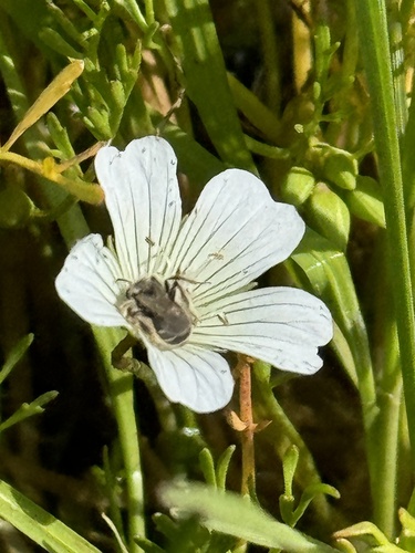 iNaturalist observation photo of Meadowfoam Miner