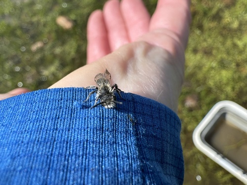 iNaturalist observation photo of Mining Bees