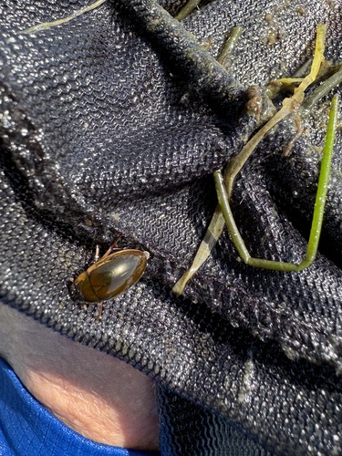 iNaturalist observation photo of Lateral-lined Water Beetle