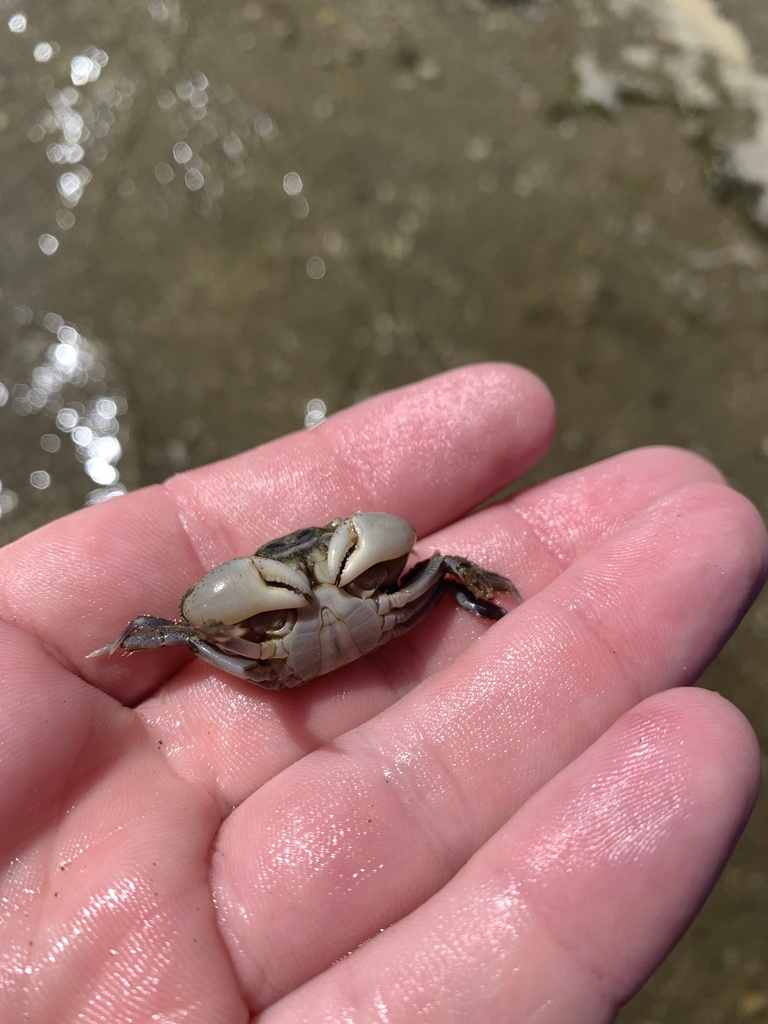 Hairy-handed Crab from Whangapoua Harbour, Mercury Bay Ward, Waikato ...