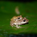 Marty's Rain Frog - Photo (c) bwier, all rights reserved, uploaded by bwier