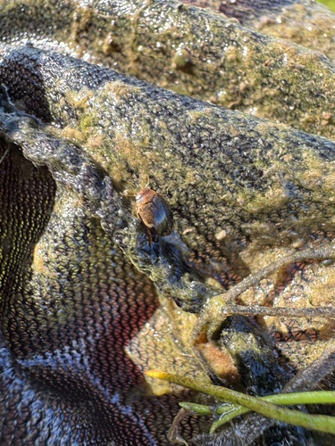 iNaturalist observation photo of Laccophilus maculosus decipiens
