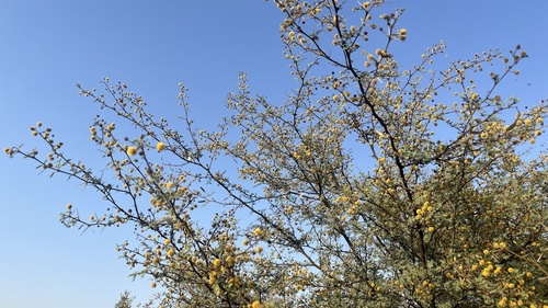 Vachellia jacquemontii