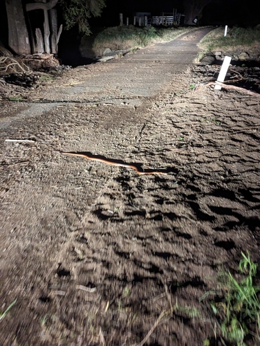 Brown Tree Snake sighting