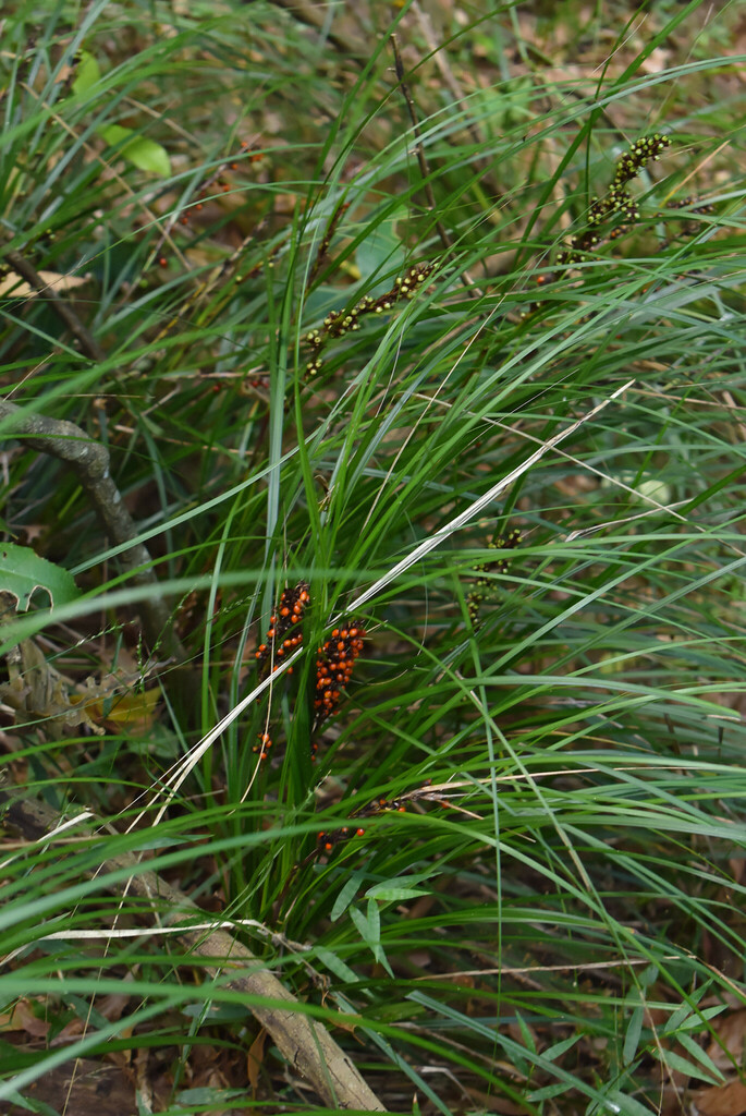 Red-berried Saw-sedge from Cataract NSW 2560, Australia on March 9 ...