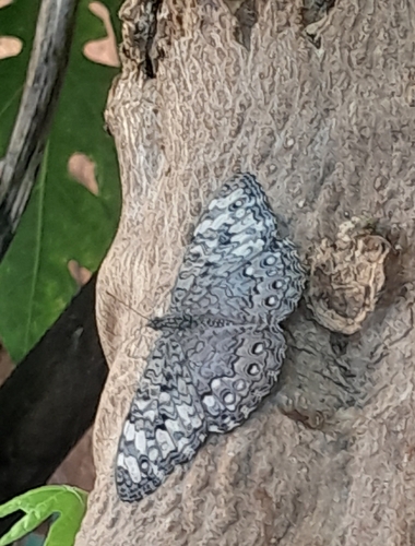 Gray Cracker